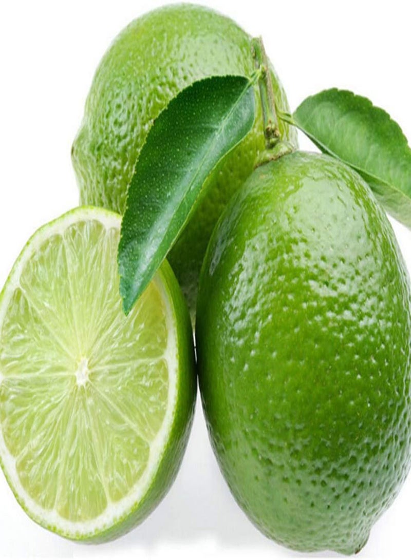 GGOOT 10Pcs Seeds Tropical Citrus Fruit Tree Farm Balcony Garden Yard Plant Seeds for Home - Image 5