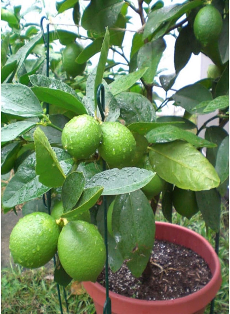 GGOOT 10Pcs Seeds Tropical Citrus Fruit Tree Farm Balcony Garden Yard Plant Seeds for Home - Image 1
