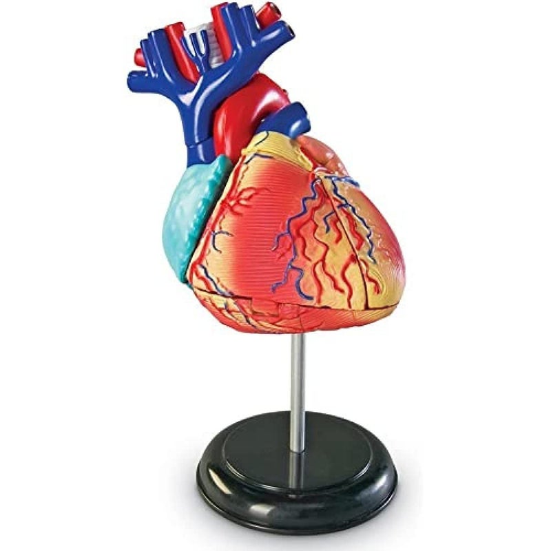 Learning Resources Learning Resources Human Heart Model, Working Heart Model, Anatomy for Kids, Human Body Heart Model, Educational Model, Ages 8+ - Image 1