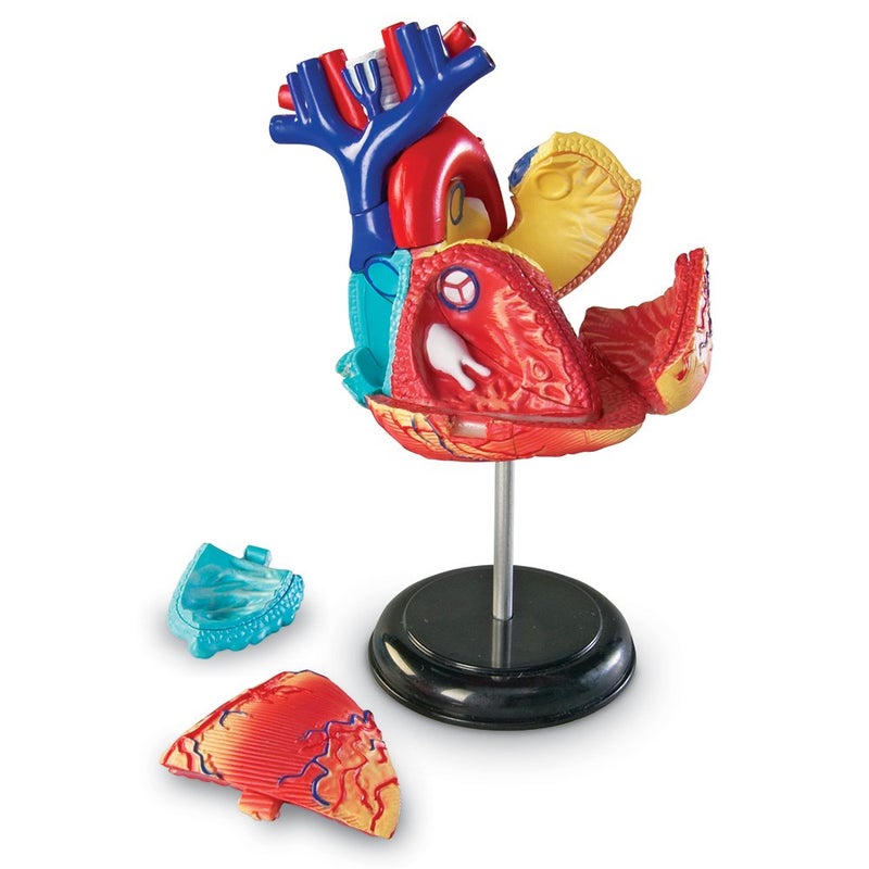 Learning Resources Learning Resources Human Heart Model, Working Heart Model, Anatomy for Kids, Human Body Heart Model, Educational Model, Ages 8+ - Image 2
