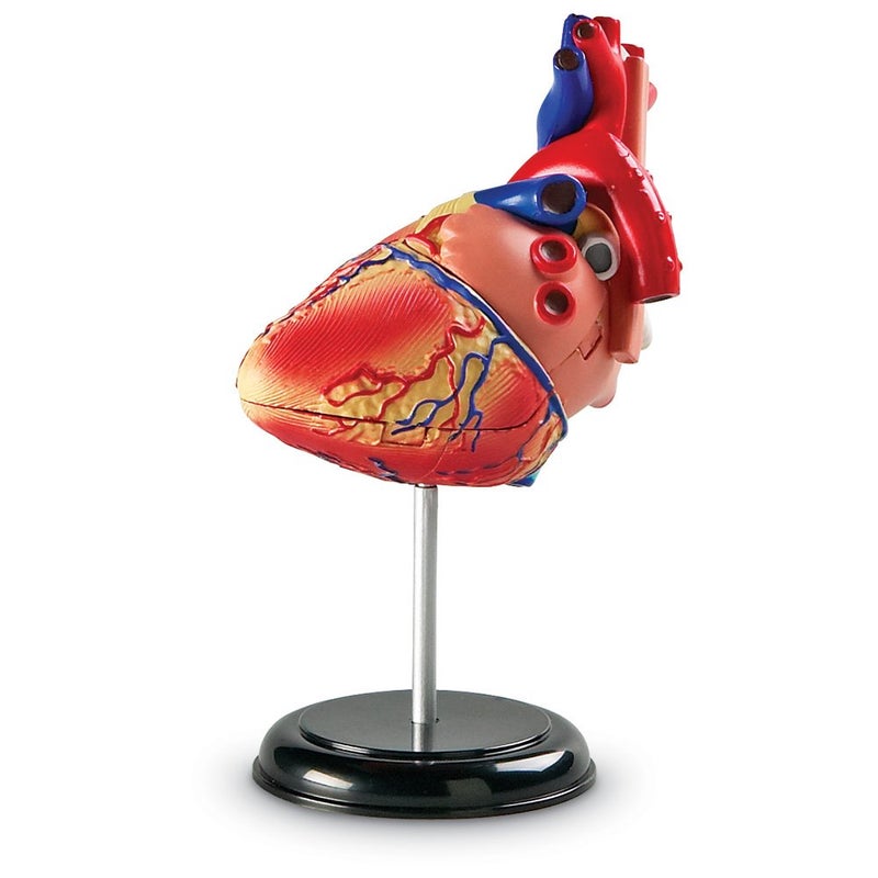 Learning Resources Learning Resources Human Heart Model, Working Heart Model, Anatomy for Kids, Human Body Heart Model, Educational Model, Ages 8+ - Image 4