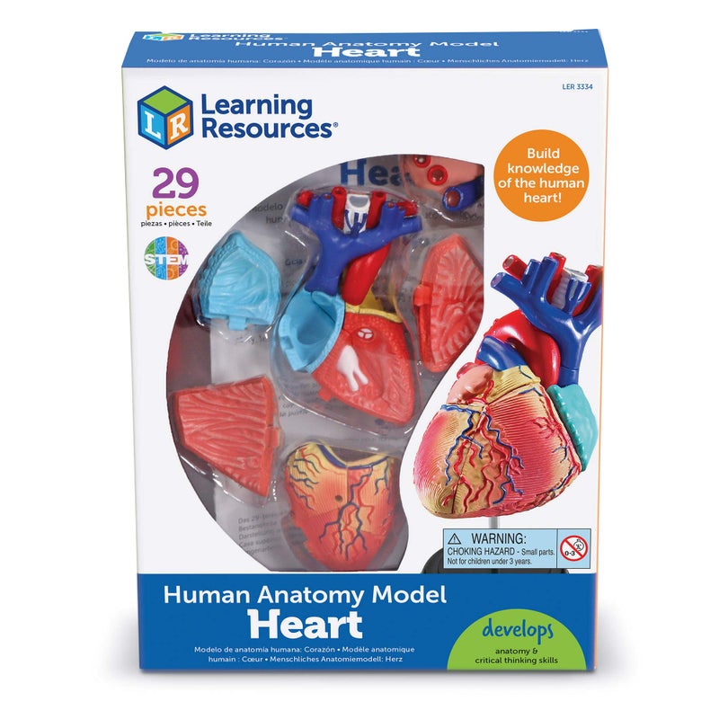 Learning Resources Learning Resources Human Heart Model, Working Heart Model, Anatomy for Kids, Human Body Heart Model, Educational Model, Ages 8+ - Image 3