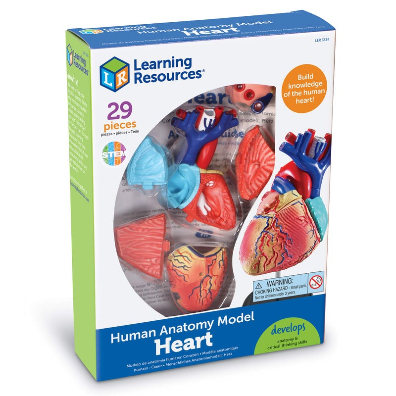 Learning Resources Learning Resources Human Heart Model, Working Heart Model, Anatomy for Kids, Human Body Heart Model, Educational Model, Ages 8+ - Image 5