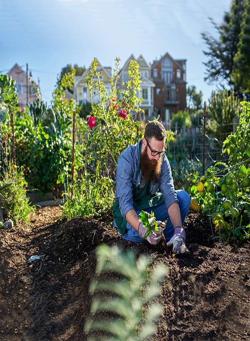 جي جوت 1500 قطعة من بذور الفاكهة المختلطة من إيجرو، 30 نوعًا، بذور أشجار الفاكهة العضوية، فاكهة مسكرة حلوة، زراعة داخلية في الدفيئات الزراعية - Image 4