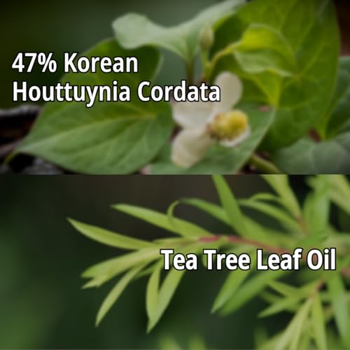 daymellow Sheet Mask 5PACK, Houttuynia Cordata Real Ampoule Masks, Face Sheet Mask, Heartleaf, Panthenol, Tea Tree, Hydrating, Acne, Soothes, Redness, Deep Moisturizing, Korean Skincare - Image 3