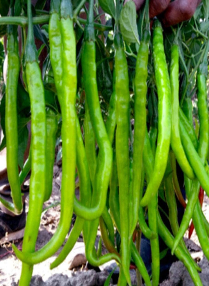 جي جوت بذور طازجة 100 قطعة من بذور الخضروات البرازيلية الحارة للزراعة الخضراء