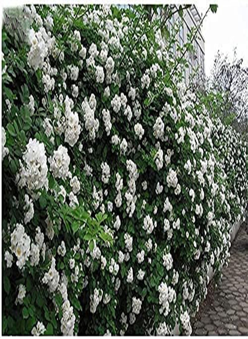GGOOT 100Pcs/bag Climbing Rose Flower Seeds Beautiful in Home Garden