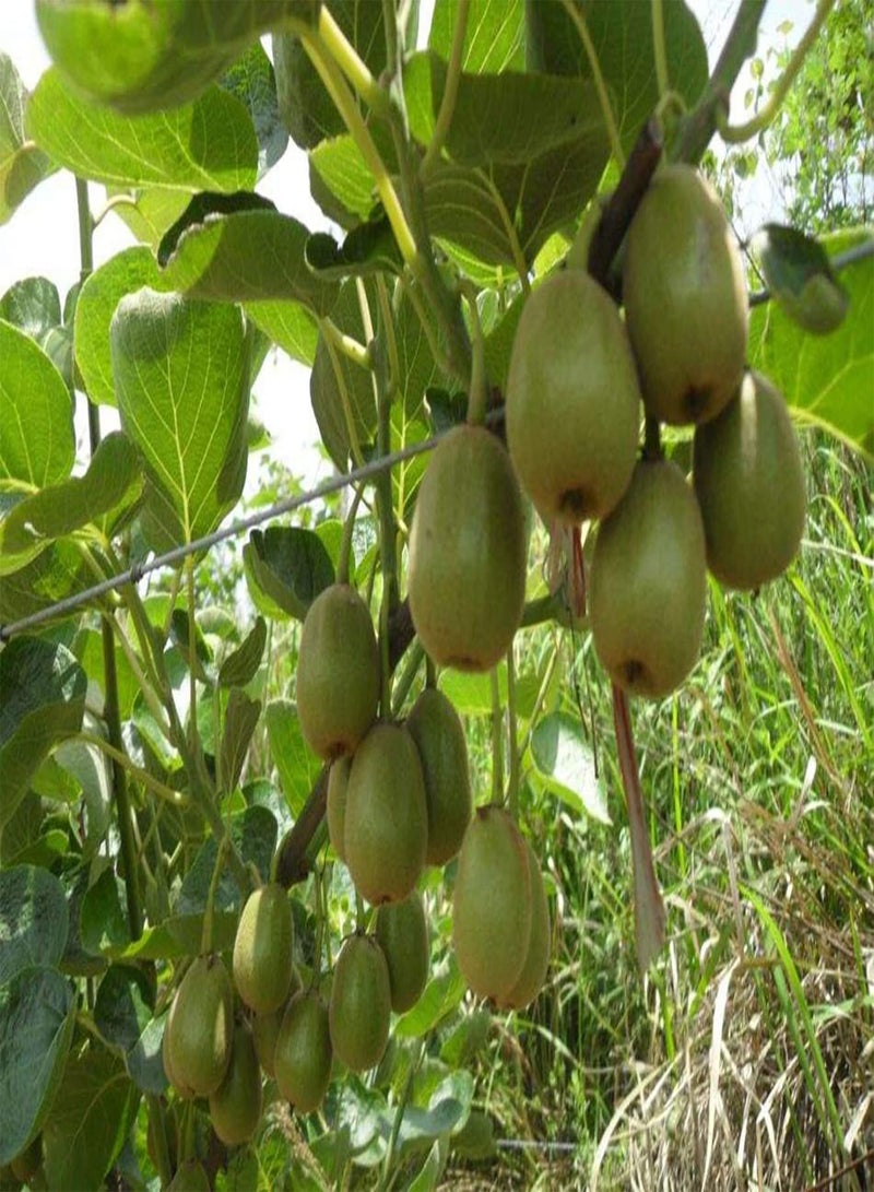 جي جوت 100 قطعة من فاكهة الكيوي الخضراء Zaden Tuinieren تزيين الفاكهة Tuin Binnenplaats Unieke Smaak Hoge Sier Waarde Opbrengst - Image 1