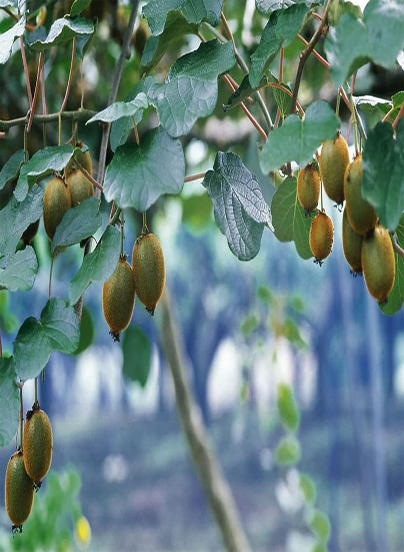 جي جوت 100 قطعة من فاكهة الكيوي الخضراء Zaden Tuinieren تزيين الفاكهة Tuin Binnenplaats Unieke Smaak Hoge Sier Waarde Opbrengst - Image 2
