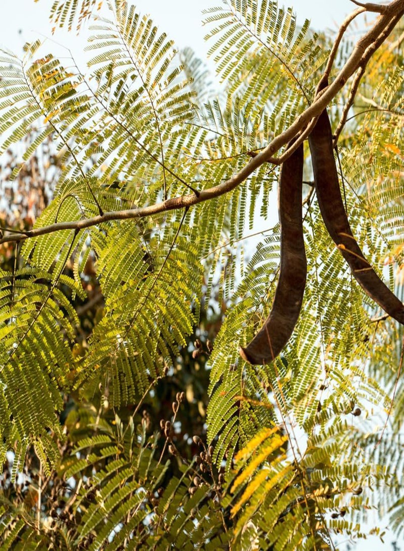 GGOOT Siris Tree, White Siris, Tall Albizia (Albizia procera, Siris) Seeds (50) - Image 2
