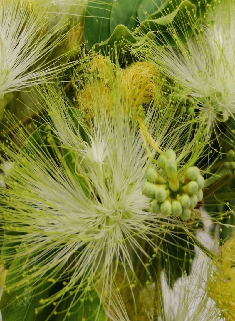 GGOOT Siris Tree, White Siris, Tall Albizia (Albizia procera, Siris) Seeds (50) - Image 5