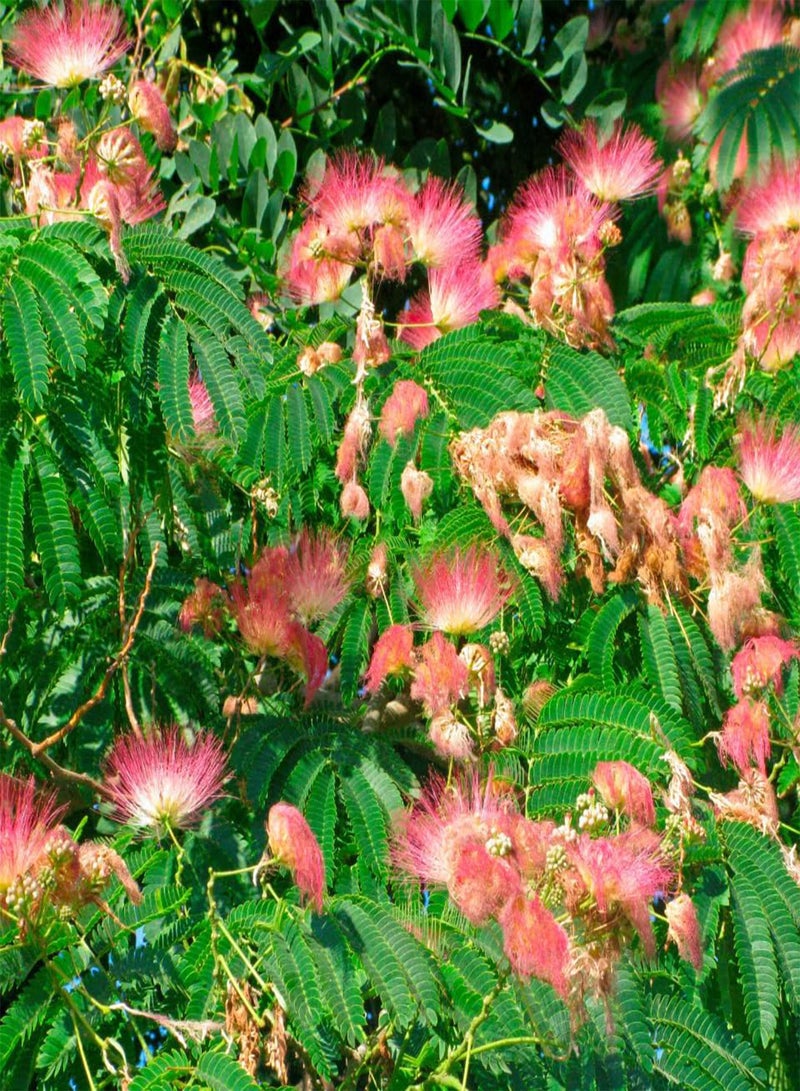 GGOOT Siris Tree, White Siris, Tall Albizia (Albizia procera, Siris) Seeds (50) - Image 4