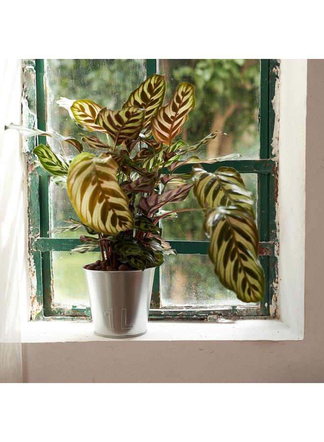 Zaboon Plant Pot, In/Outdoor/Galvanised, 12 Cm - Image 2