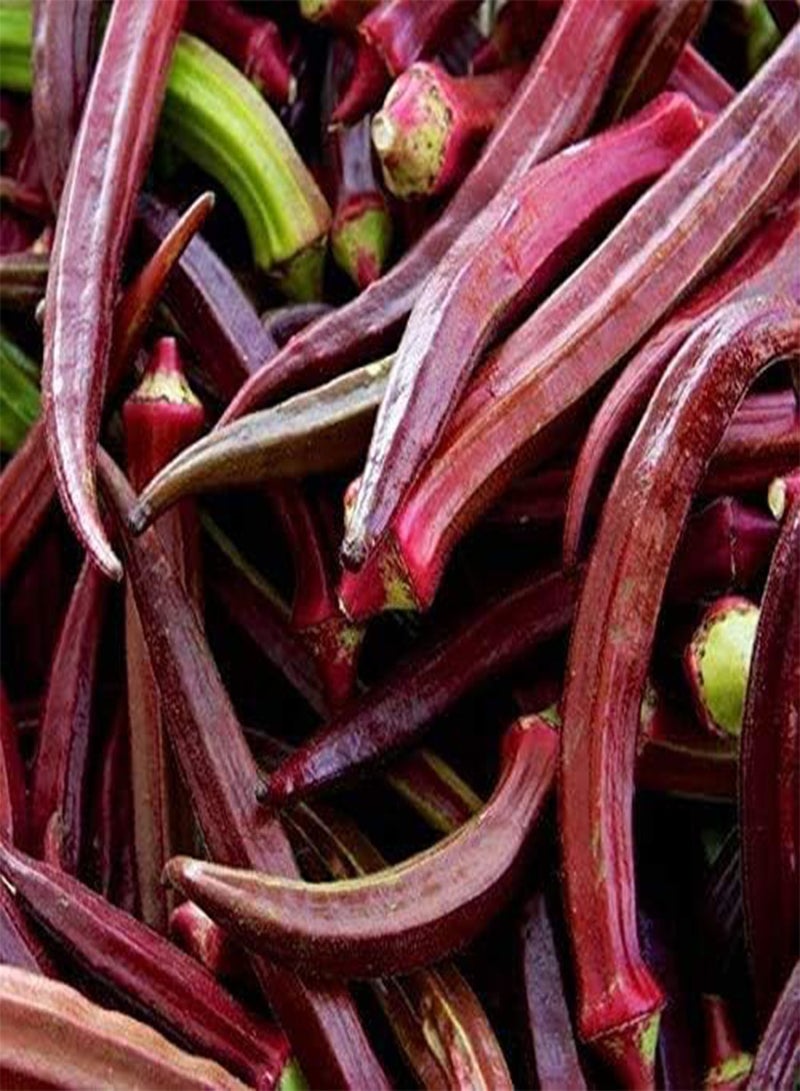 جي جوت 100 قطعة من بذور البامية، خضراوات حمراء جذابة يتم حصادها على مدار العام، محاصيل سريعة النمو، بذور طازجة مزروعة في مزارع خارجية في الفناء، استمتع بمتعة الزراعة - Image 2