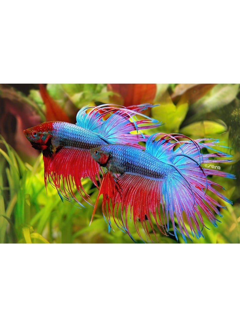 Sera - Bettagran Nature Fish Food 10g - Image 3