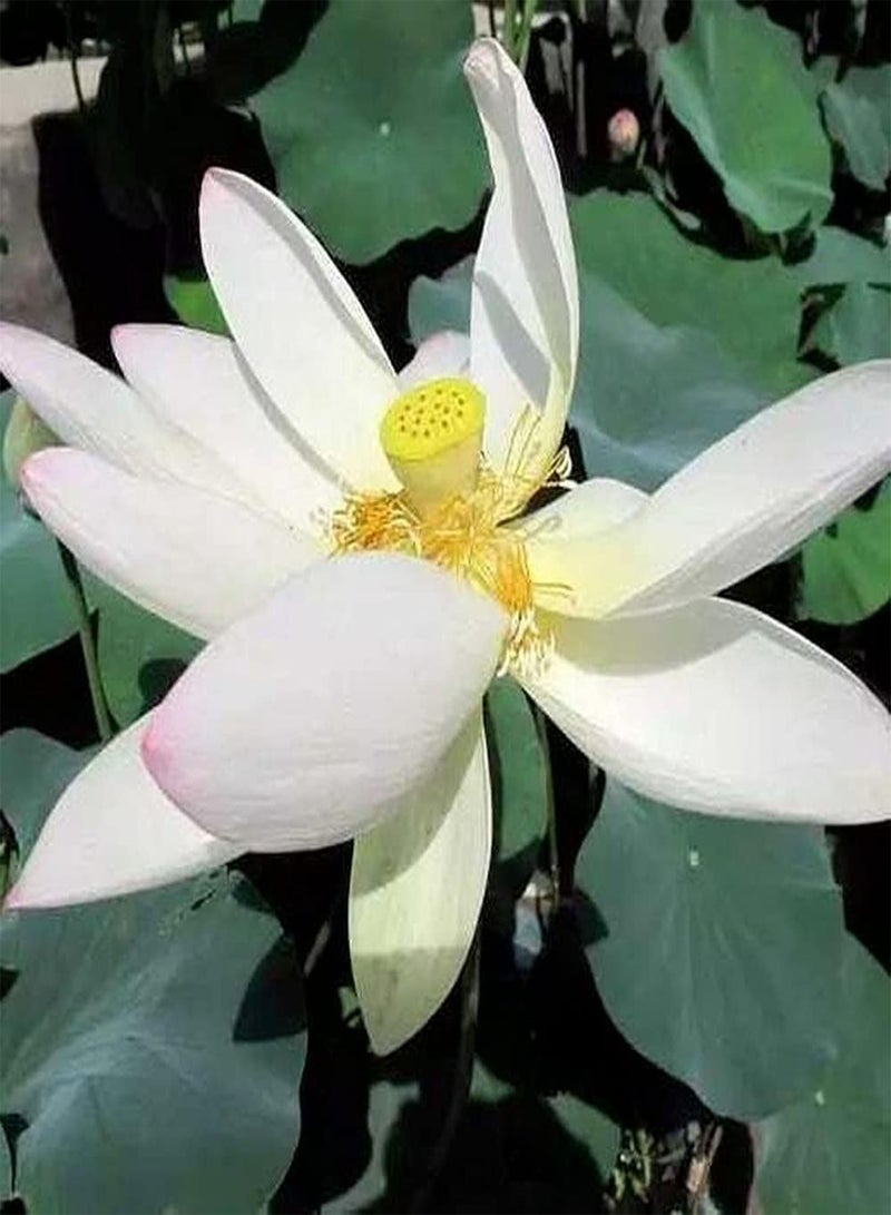 GGOOT 10Pcs Lotus Seeds Powder White Mixed Color Fresh Fragrance Fills The Courtyard Beautiful Flower Indoor Outdoor Decoration Easy to Germinate Don't Need Much Care  - Image 3