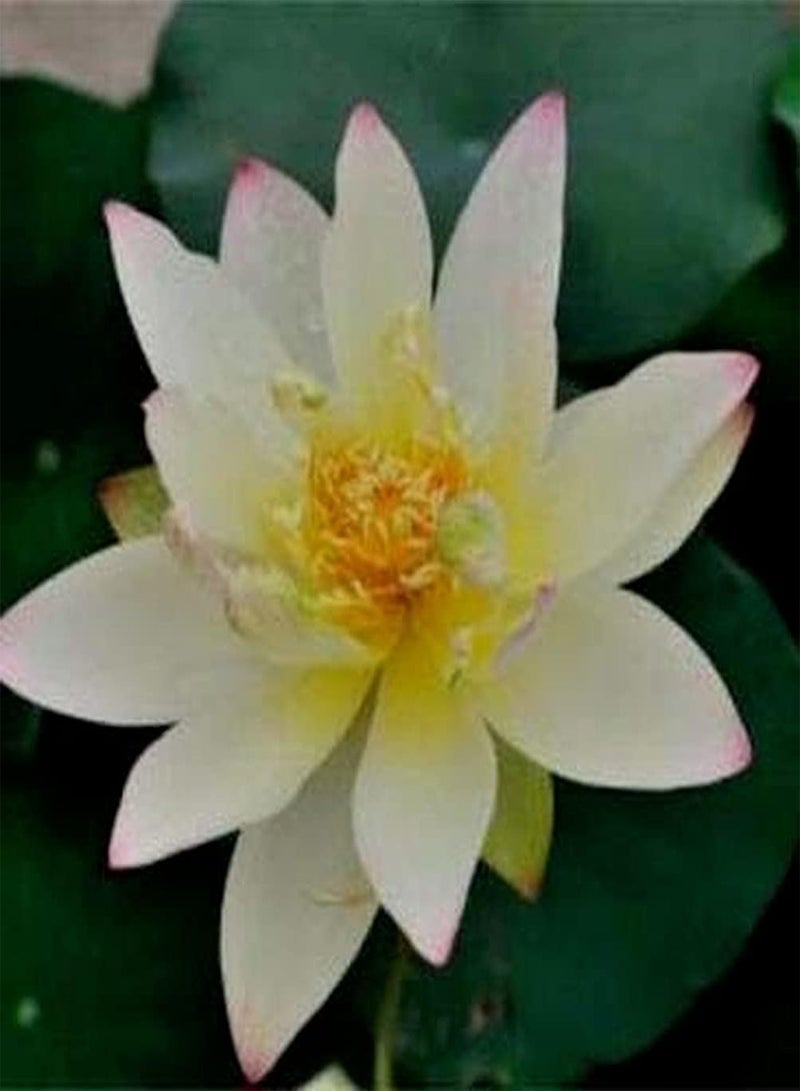GGOOT 10Pcs Lotus Seeds Powder White Mixed Color Fresh Fragrance Fills The Courtyard Beautiful Flower Indoor Outdoor Decoration Easy to Germinate Don't Need Much Care  - Image 2