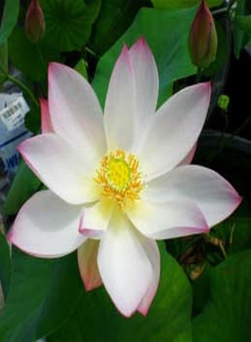 GGOOT 10Pcs Lotus Seeds Powder White Mixed Color Fresh Fragrance Fills The Courtyard Beautiful Flower Indoor Outdoor Decoration Easy to Germinate Don't Need Much Care  - Image 1