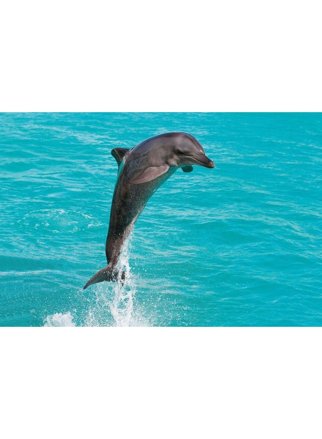 Wonderbox - Original Gift Idea - Experience Gift - Bucket List Experiences - 1 Activity to Choose from a Selection: Ferrari Driving, Dolphin Watching, Speedboat, Airboat for Gators Watching... - Image 5