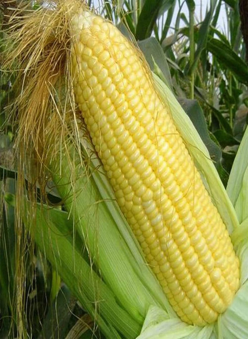 GGOOT 230Pcs DIY Seeds Pack of Sweet Waxy Corn Outdoor Indoor Easy Grow Vegetable Plants for Farm Yard Garden Corn Seeds 1size - Image 1