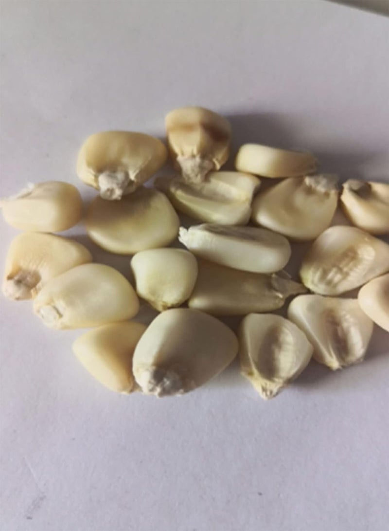 GGOOT 230Pcs DIY Seeds Pack of Sweet Waxy Corn Outdoor Indoor Easy Grow Vegetable Plants for Farm Yard Garden Corn Seeds 1size - Image 2