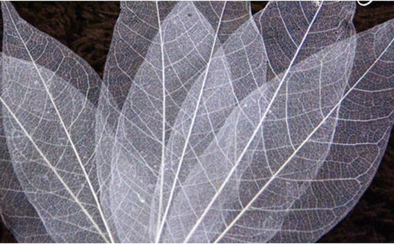 SUPVOX Dried Leaves 100pcs Skeleton Leaf White Natural Leaf Vein for Art Craft Wedding Decor - Image 3