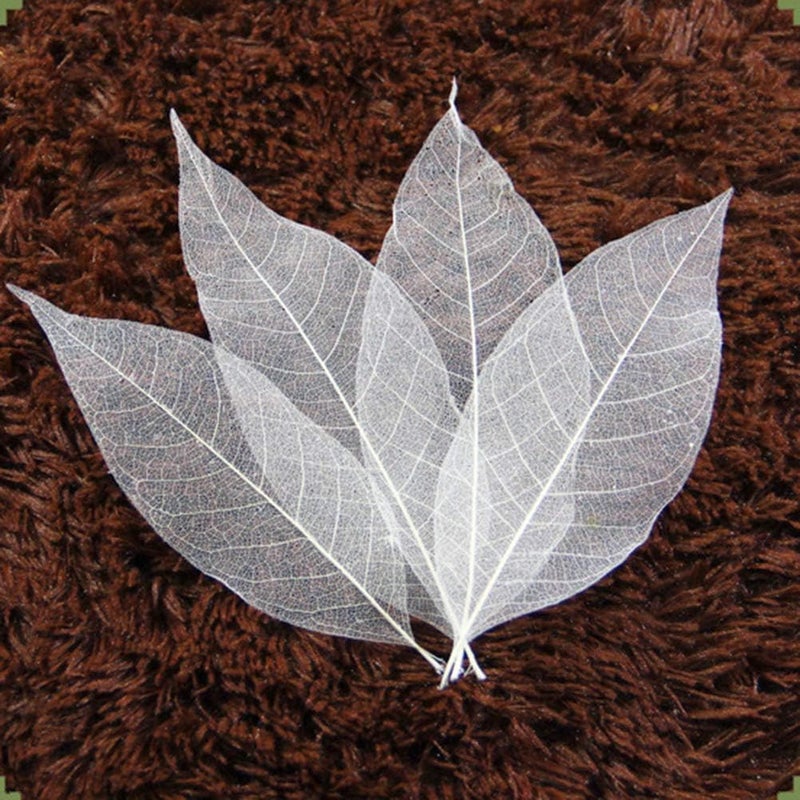 SUPVOX Dried Leaves 100pcs Skeleton Leaf White Natural Leaf Vein for Art Craft Wedding Decor - Image 5