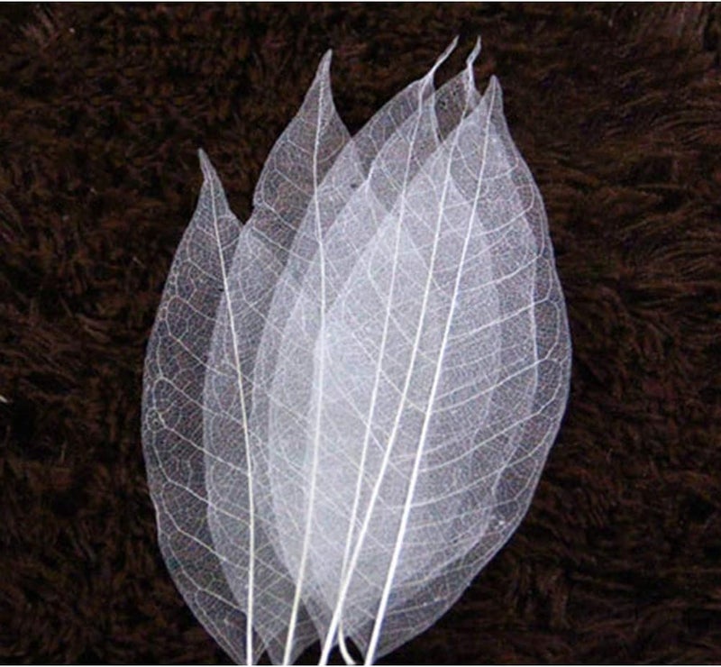 SUPVOX Dried Leaves 100pcs Skeleton Leaf White Natural Leaf Vein for Art Craft Wedding Decor - Image 2