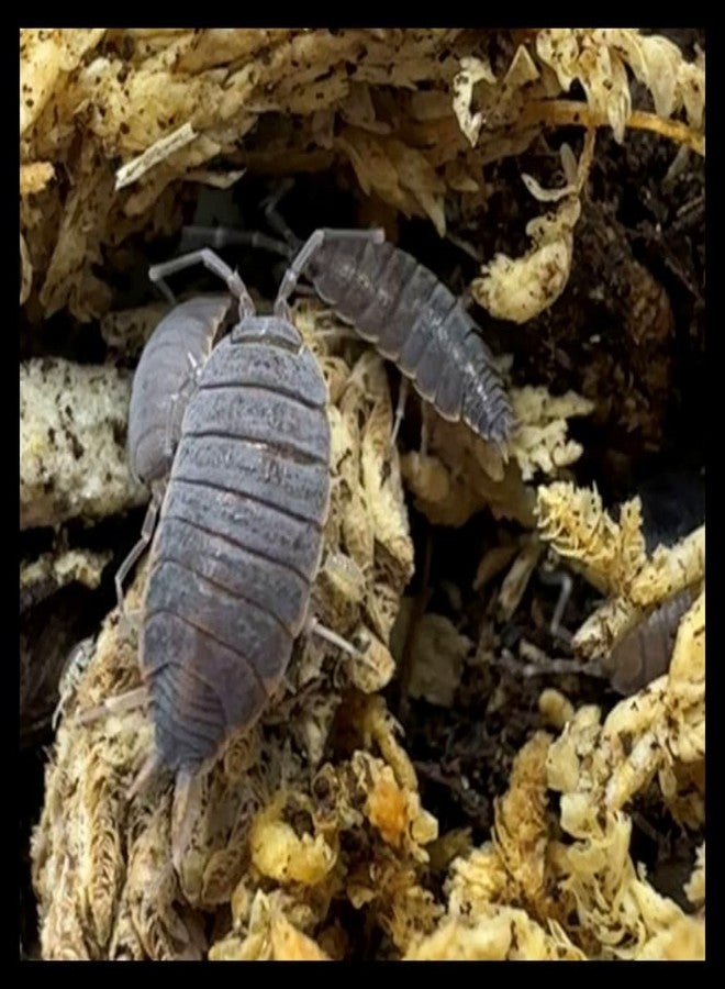 مجموعة كومبو من قمل الخشب الأزرق البودري (20 قطعة) وذيل الربيع (227 غرامًا من بذور التكاثر)، مناسبة للموائل الحيوية للبرمائيات والزواحف واللافقاريات، من إنتاج شركة كريترز دايركت. - Image 4