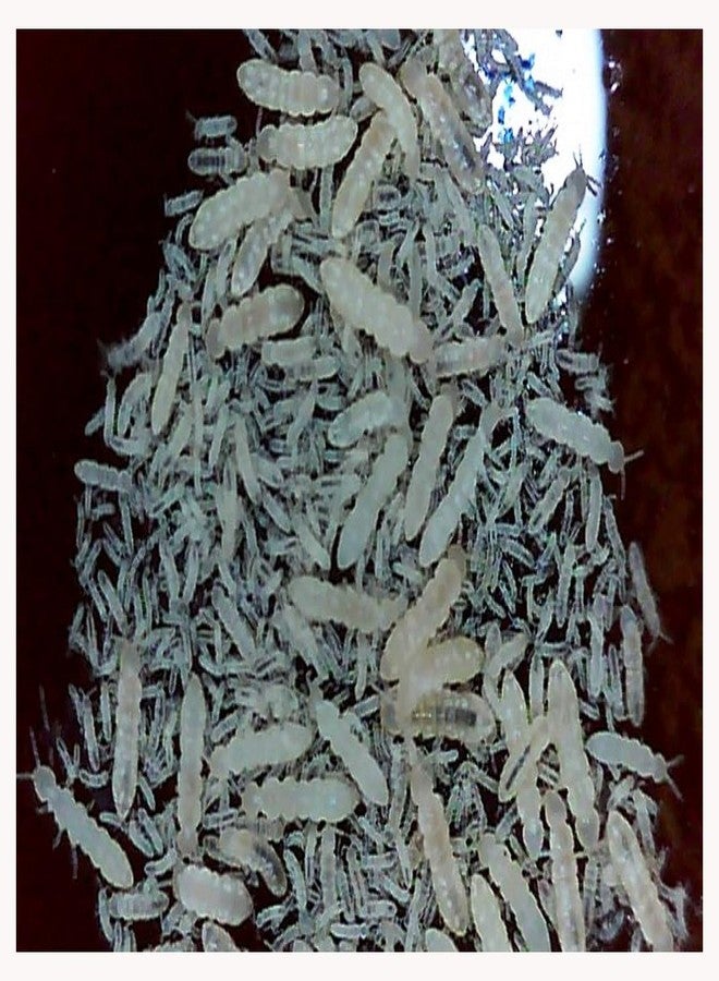 مجموعة كومبو من قمل الخشب الأزرق البودري (20 قطعة) وذيل الربيع (227 غرامًا من بذور التكاثر)، مناسبة للموائل الحيوية للبرمائيات والزواحف واللافقاريات، من إنتاج شركة كريترز دايركت. - Image 3