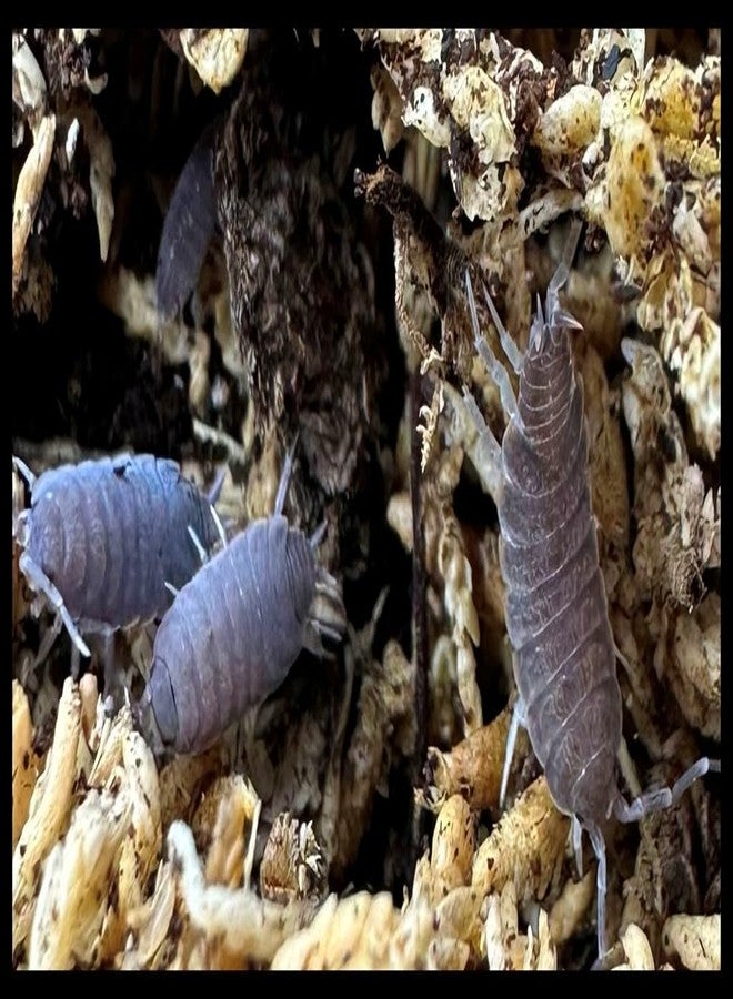 مجموعة كومبو من قمل الخشب الأزرق البودري (20 قطعة) وذيل الربيع (227 غرامًا من بذور التكاثر)، مناسبة للموائل الحيوية للبرمائيات والزواحف واللافقاريات، من إنتاج شركة كريترز دايركت. - Image 5