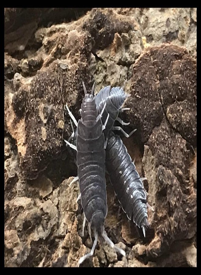 مجموعة كومبو من قمل الخشب الأزرق البودري (20 قطعة) وذيل الربيع (227 غرامًا من بذور التكاثر)، مناسبة للموائل الحيوية للبرمائيات والزواحف واللافقاريات، من إنتاج شركة كريترز دايركت. - Image 2