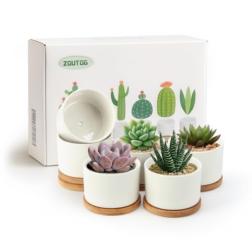 ZOUTOG Succulent Pots 3.1 Inch,6 Pack Succulent Planters,Small Pots for Plants with Drainage and Tray,White Ceramic Flower Planters for Indoor Plants,Home,Office,Desk - Image 1