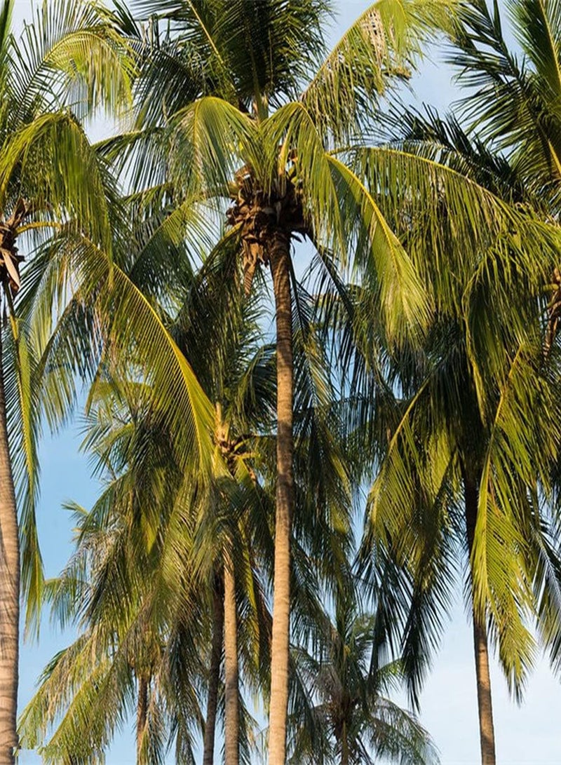 GGOOT 20Pcs Palm Seeds Planted on The Roadside Outdoors Create A Beautiful Landscape Entry Level Variety Suitable Novices - Image 1