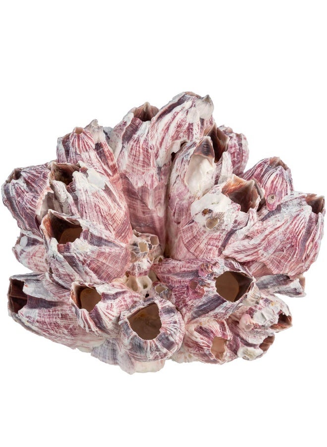 Nautical Crush Trading Real Purple Barnacle Cluster - 5-7" - Aquarium Ornament Piece for Decoration - Natural Barnacle Cluster for Craft and Decor - Plus Free Nautical eBook by Joseph Rains - Image 2