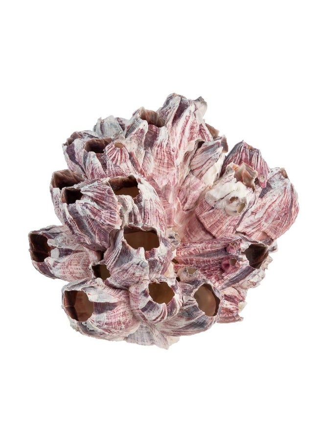 Nautical Crush Trading Real Purple Barnacle Cluster - 5-7" - Aquarium Ornament Piece for Decoration - Natural Barnacle Cluster for Craft and Decor - Plus Free Nautical eBook by Joseph Rains - Image 4