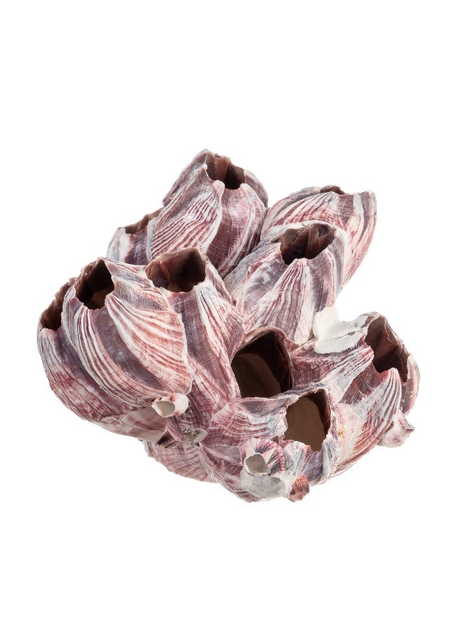Nautical Crush Trading Real Purple Barnacle Cluster - 5-7" - Aquarium Ornament Piece for Decoration - Natural Barnacle Cluster for Craft and Decor - Plus Free Nautical eBook by Joseph Rains - Image 1