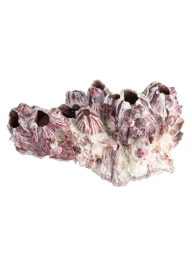 Nautical Crush Trading Real Purple Barnacle Cluster - 5-7" - Aquarium Ornament Piece for Decoration - Natural Barnacle Cluster for Craft and Decor - Plus Free Nautical eBook by Joseph Rains - Image 3
