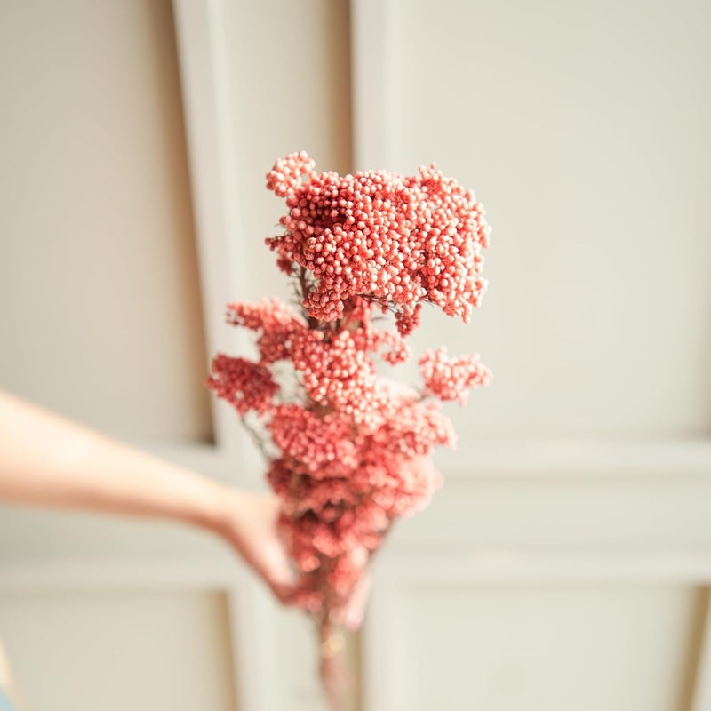 Arte Casa Arte Casa Dried Rice Flower Elegant Flower Bunch for Home Decor Unique and Stylish Gift for Special Occasions Ideal for Anniversary Valentines 3 Stems with Multiple Branches Dark Pink  - Image 1