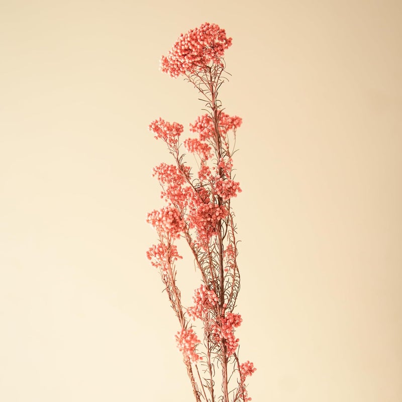 Arte Casa Arte Casa Dried Rice Flower Elegant Flower Bunch for Home Decor Unique and Stylish Gift for Special Occasions Ideal for Anniversary Valentines 3 Stems with Multiple Branches Dark Pink  - Image 3