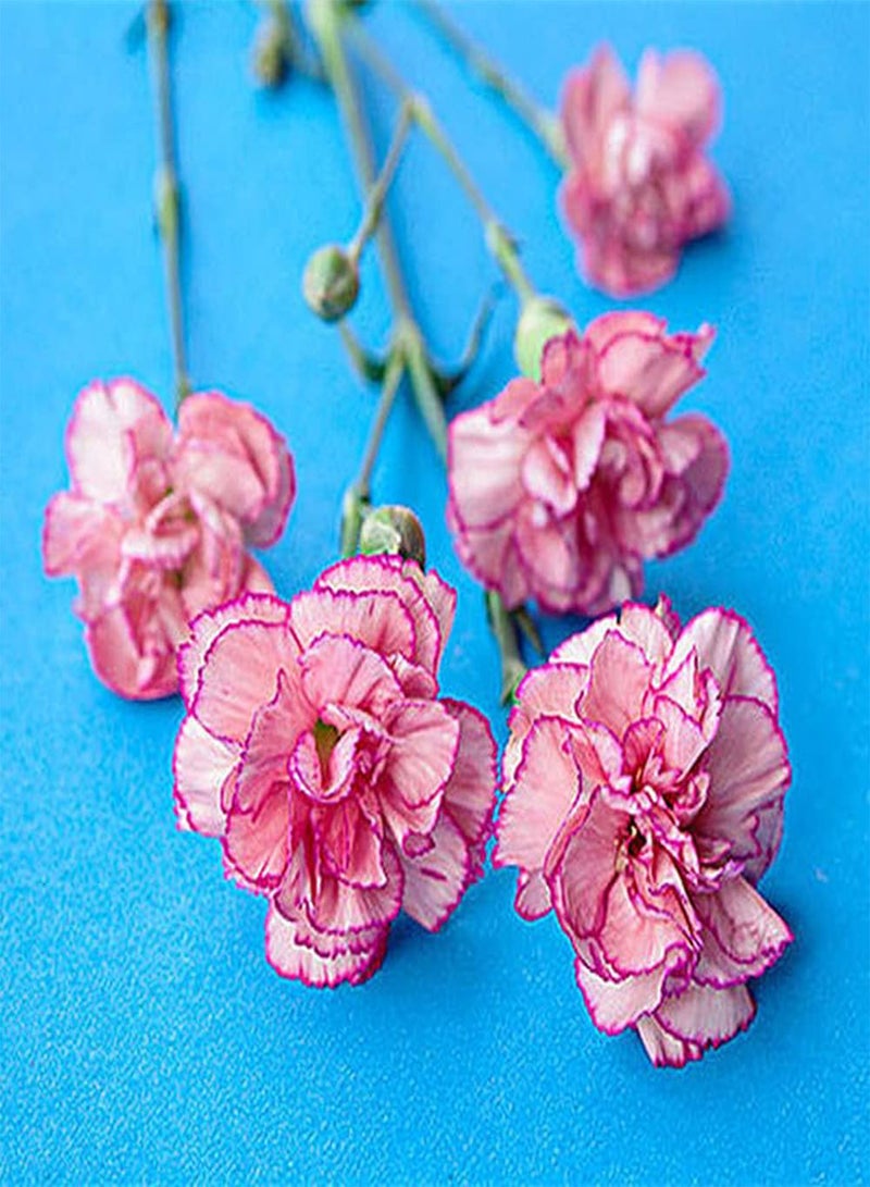 GGOOT 50Pcs Carnation Seeds Pink Petals Colors Fresh Pleasant Strong Adaptability Easy to Maintain Suitable for Decorating Study Room - Image 2