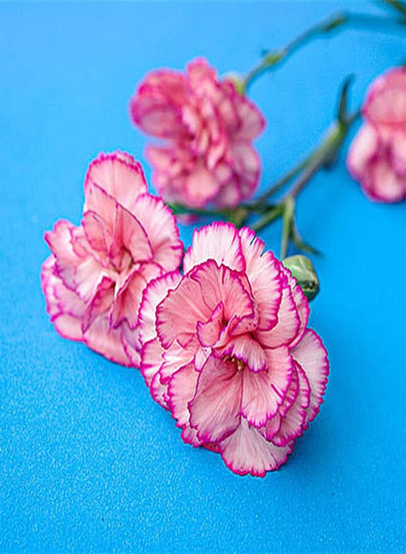 GGOOT 50Pcs Carnation Seeds Pink Petals Colors Fresh Pleasant Strong Adaptability Easy to Maintain Suitable for Decorating Study Room - Image 1