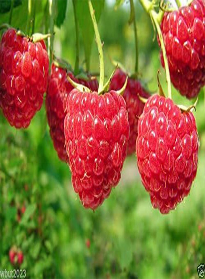 جي جوت بذور نبات التوت - ثمرة شجيرة - توت أحمر حلو لامع عملاق (200 بذرة) - Image 2