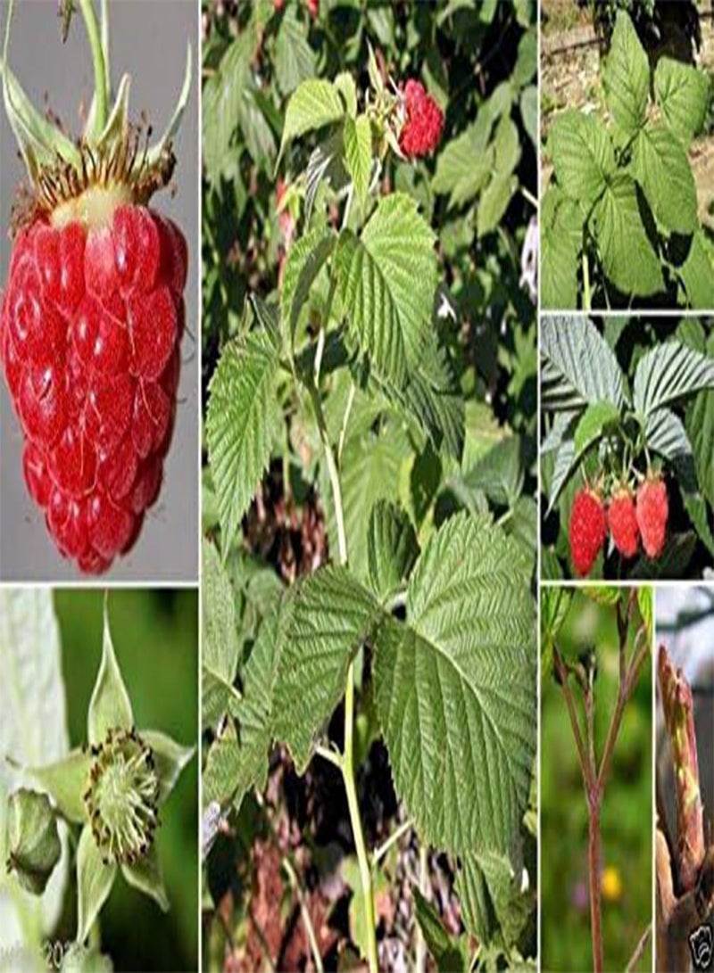 جي جوت بذور نبات التوت - ثمرة شجيرة - توت أحمر حلو لامع عملاق (200 بذرة) - Image 3