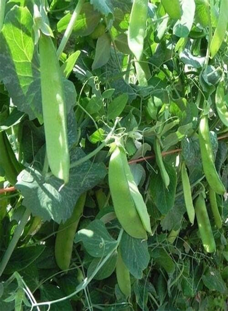 GGOOT Vegetable Pea Oregon Sugar POD MANGETOUT Snow Pea 150 Seeds  - Image 1