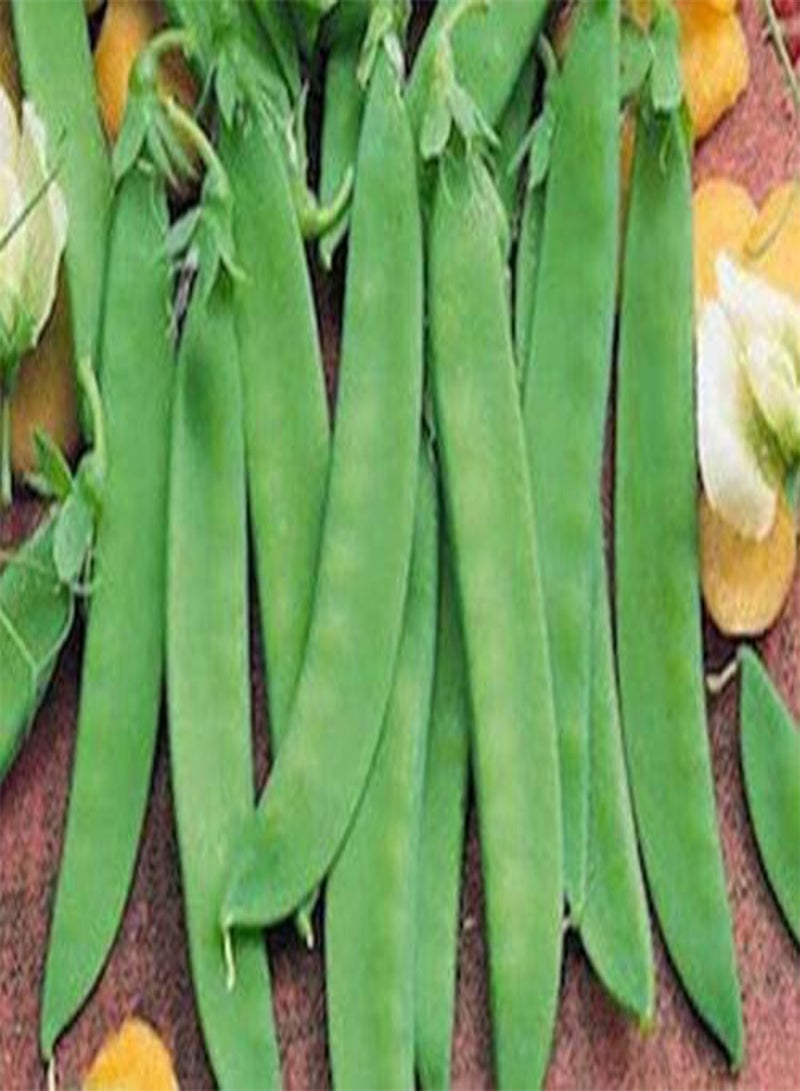 GGOOT Vegetable Pea Oregon Sugar POD MANGETOUT Snow Pea 150 Seeds  - Image 2