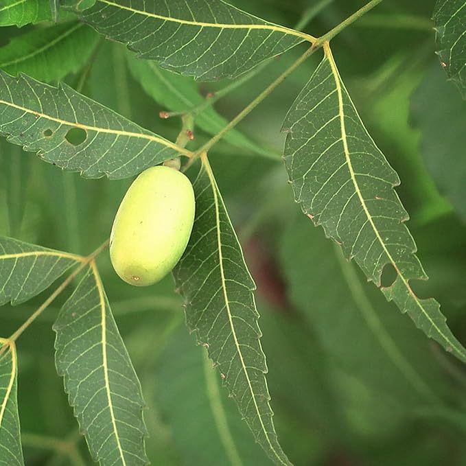 Naissance Organic ColdPressed Neem no 235 100ml Pure Natural Unrefined Certified Organic Vegan No GMO