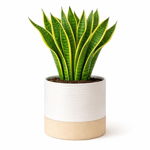 Blueming Home Decor Ceramic Self Watering Plant Pots – 6 Inch Planter for Indoor House Plants with Drainage & Water Storage for Succulents (White & Beige, 7" Tall) - Image 1