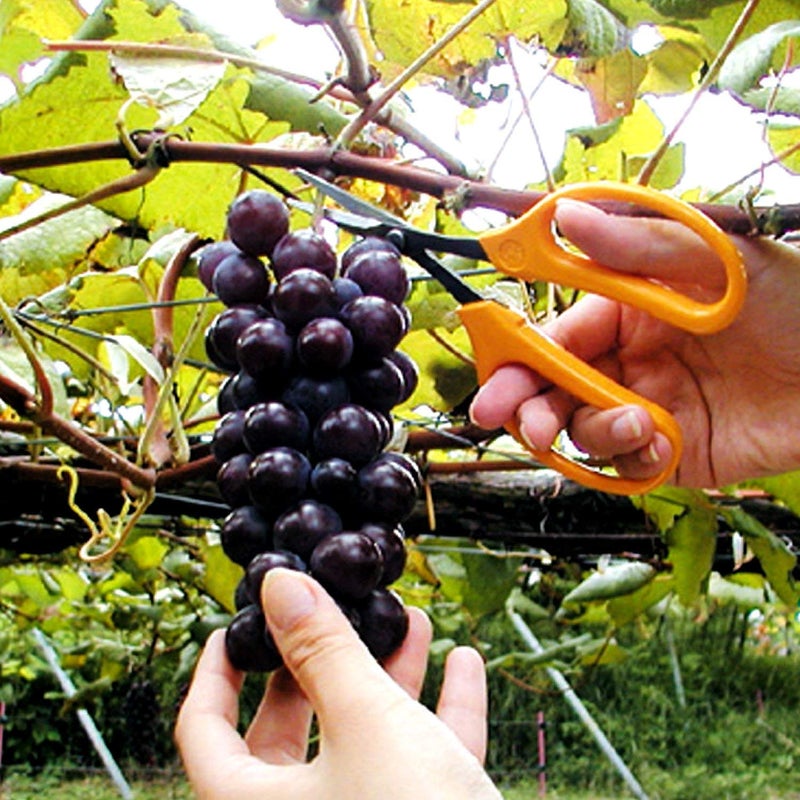 ARS SS-320DXT Straight Blade Stainless Steel Cultivation Scissors - Image 2