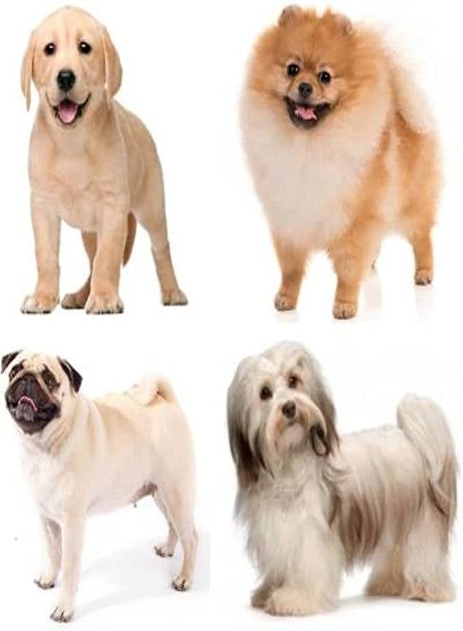 Pups&Pets قفص الكلاب من Pups&Pets - قفص معدني قابل للطي بباب واحد مطلي بالبودرة مع صينية قابلة للإزالة للكلاب والقطط والأرانب (أزرق، 18 بوصة) - Image 4